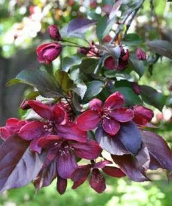 Brighter Blooms Royalty Crabapple Tree