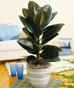 Brighter Blooms House & Patio Rubber Tree Plant