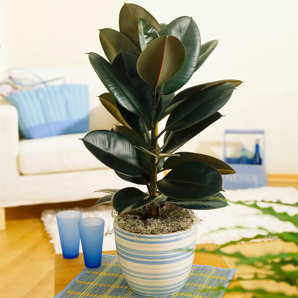 Brighter Blooms House & Patio Rubber Tree Plant 2 Brighter Blooms House & Patio Rubber Tree Plant