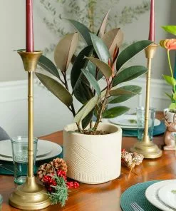 Brighter Blooms House & Patio Rubber Tree Plant 12 Brighter Blooms House & Patio Rubber Tree Plant