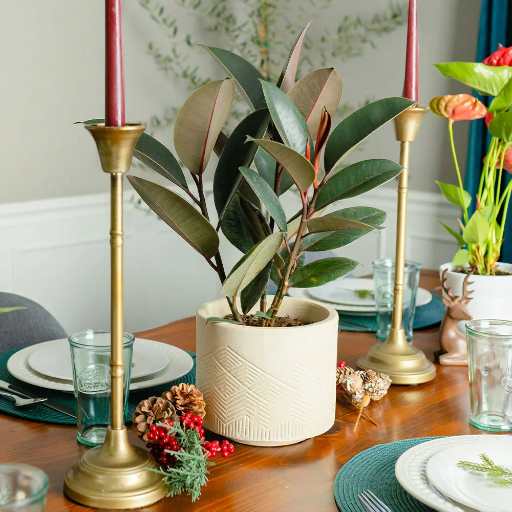 Brighter Blooms House & Patio Rubber Tree Plant 3 Brighter Blooms House & Patio Rubber Tree Plant