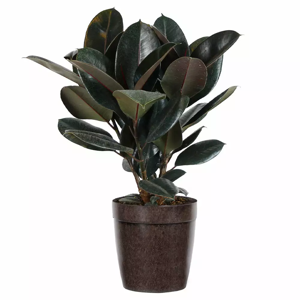 Brighter Blooms House & Patio Rubber Tree Plant 5 Brighter Blooms House & Patio Rubber Tree Plant