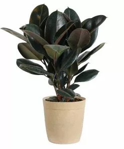 Brighter Blooms House & Patio Rubber Tree Plant 15 Brighter Blooms House & Patio Rubber Tree Plant