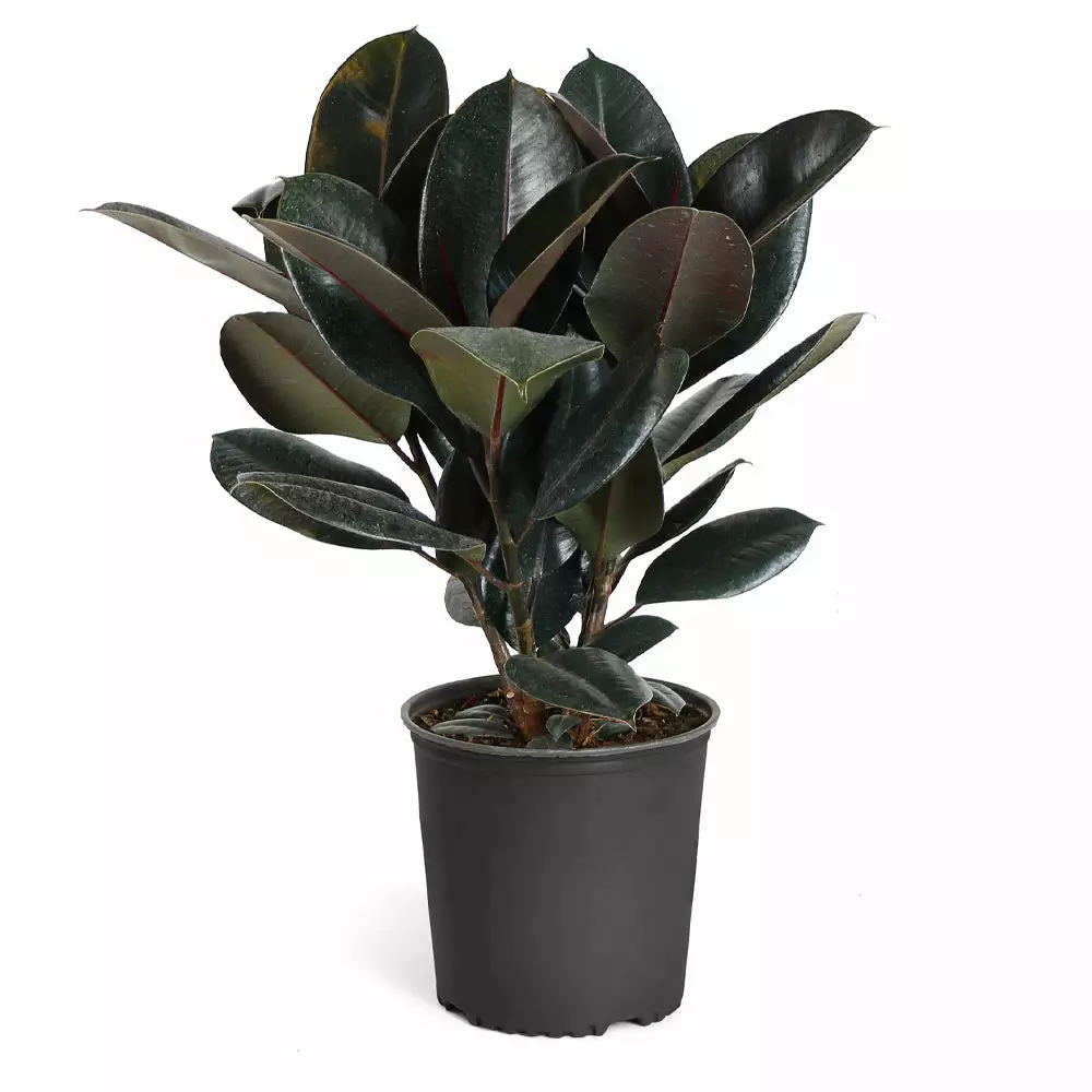 Brighter Blooms House & Patio Rubber Tree Plant 4 Brighter Blooms House & Patio Rubber Tree Plant