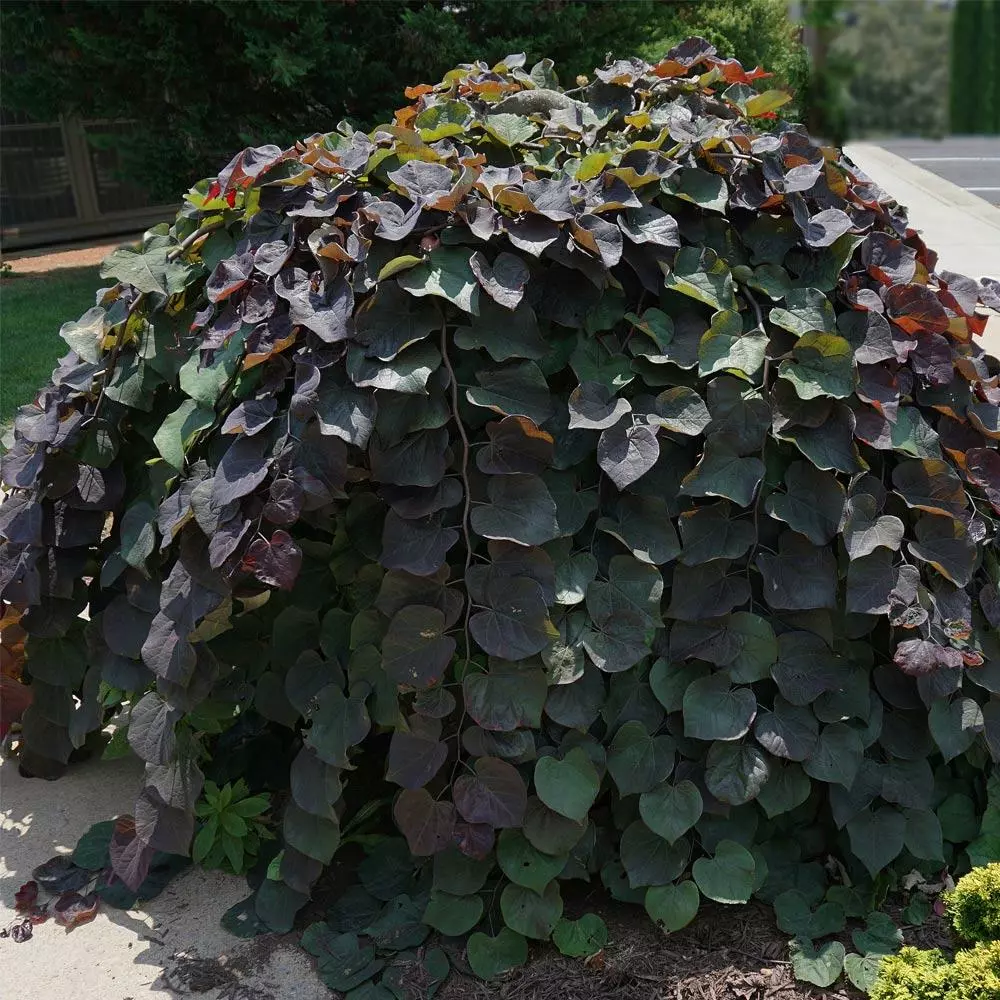 Brighter Blooms Ruby Falls Redbud Tree Flowering Trees 2 Brighter Blooms Ruby Falls Redbud Tree Flowering Trees