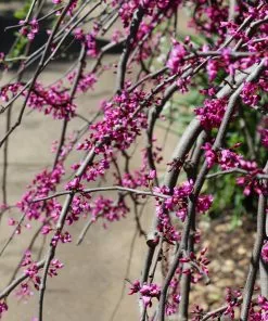 Brighter Blooms Ruby Falls Redbud Tree Flowering Trees 9 Brighter Blooms Ruby Falls Redbud Tree Flowering Trees