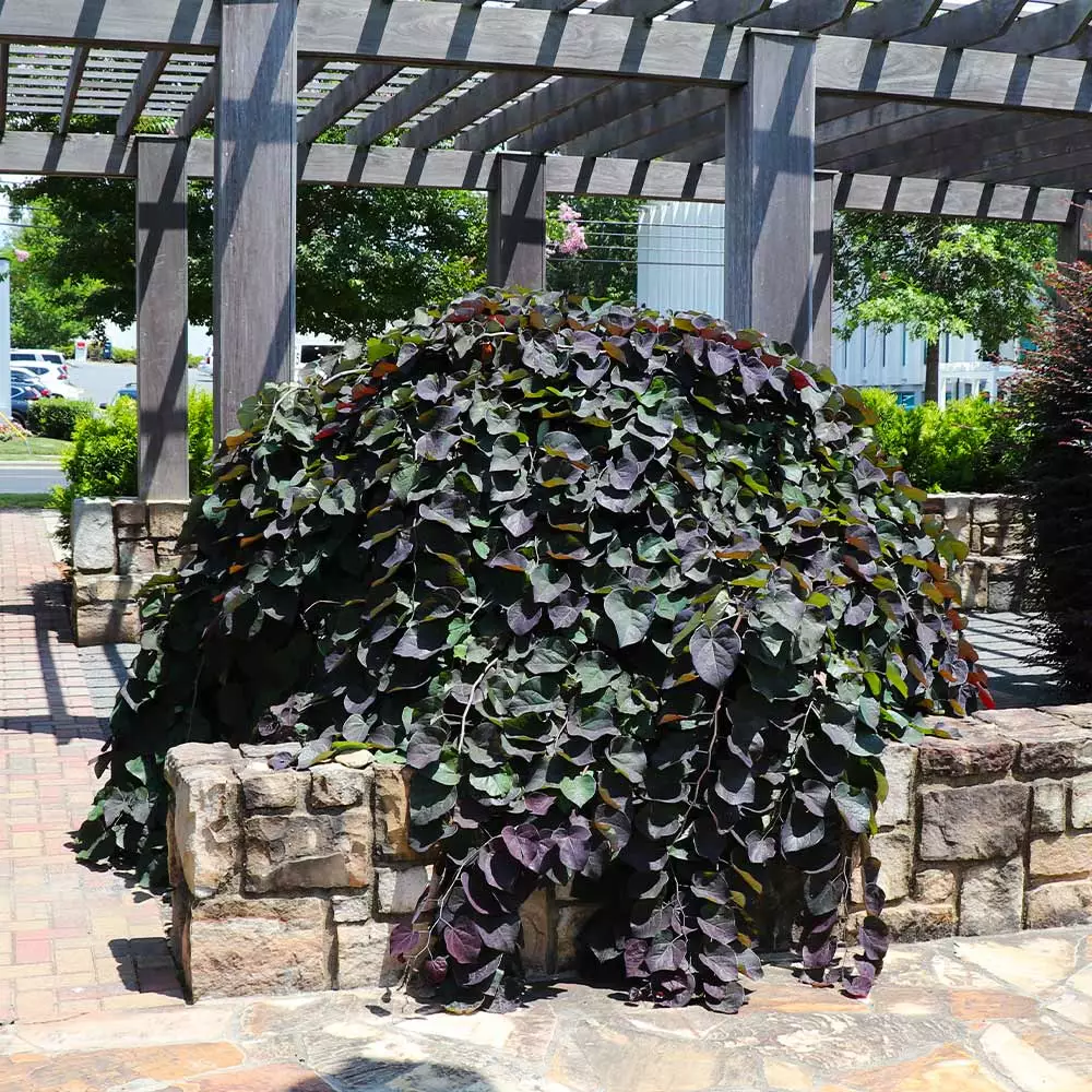 Brighter Blooms Ruby Falls Redbud Tree Flowering Trees 3 Brighter Blooms Ruby Falls Redbud Tree Flowering Trees