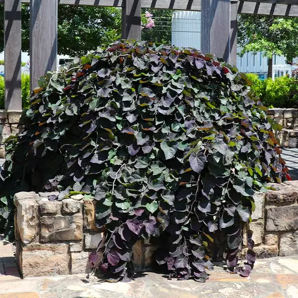 Brighter Blooms Ruby Falls Redbud Tree Flowering Trees 1 Brighter Blooms Ruby Falls Redbud Tree Flowering Trees
