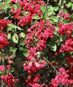 Brighter Blooms Ruby Prince™ Emerald Empire® Crape Myrtle Tree Flowering Trees
