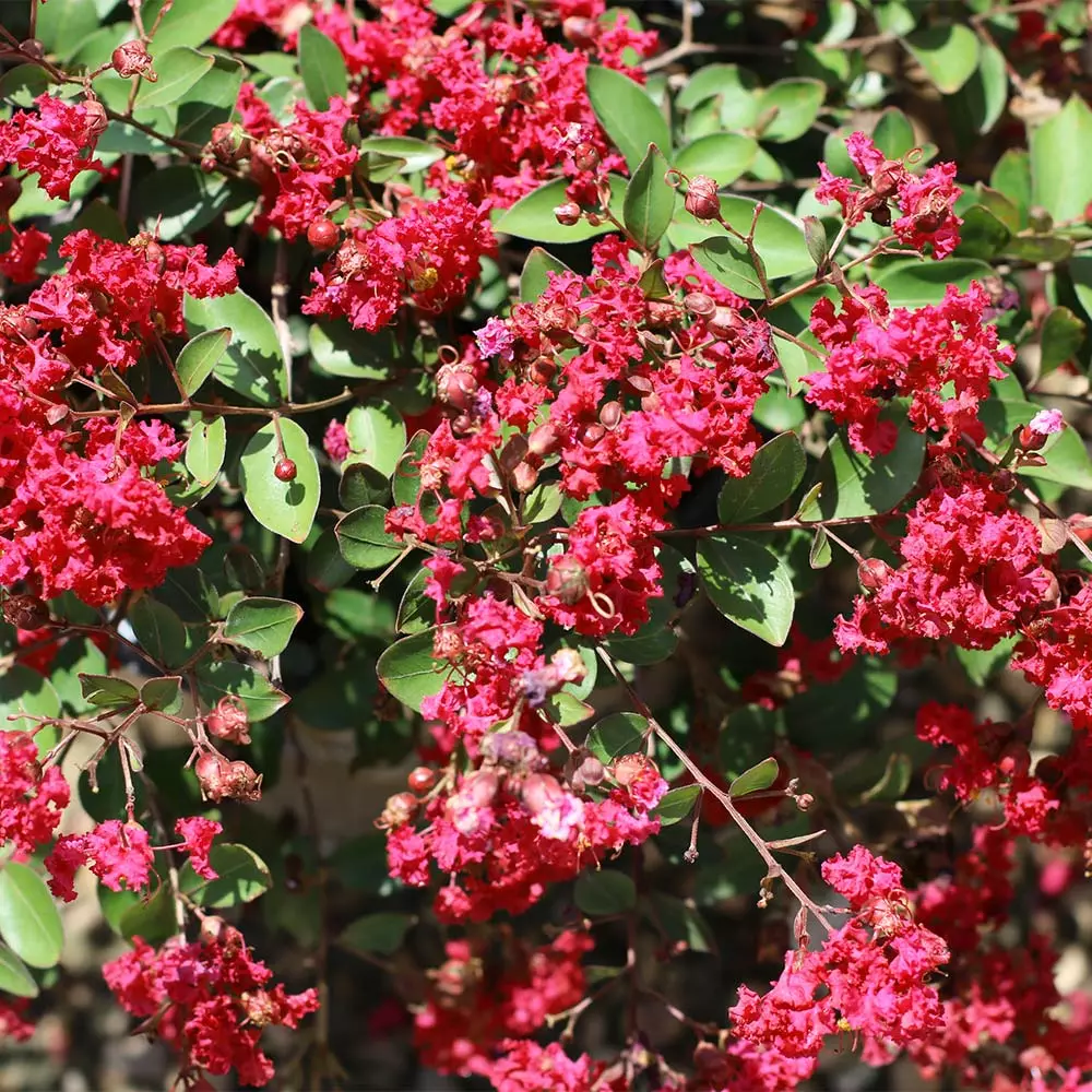 Brighter Blooms Ruby Prince™ Emerald Empire® Crape Myrtle Tree Flowering Trees 2 Brighter Blooms Ruby Prince™ Emerald Empire® Crape Myrtle Tree Flowering Trees