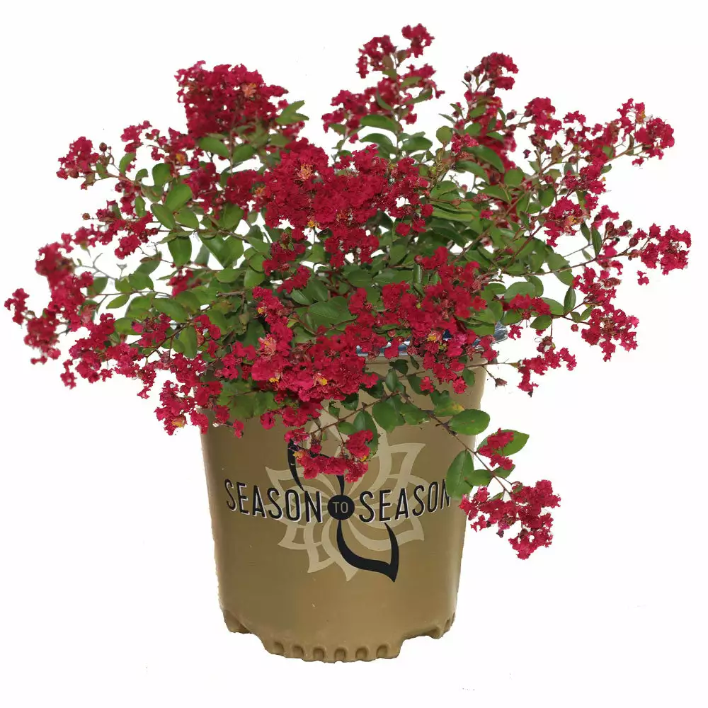 Brighter Blooms Ruby Prince™ Emerald Empire® Crape Myrtle Tree Flowering Trees 4 Brighter Blooms Ruby Prince™ Emerald Empire® Crape Myrtle Tree Flowering Trees