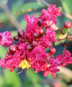 Brighter Blooms Ruby Prince™ Emerald Empire® Crape Myrtle Tree Flowering Trees 9 Brighter Blooms Ruby Prince™ Emerald Empire® Crape Myrtle Tree Flowering Trees