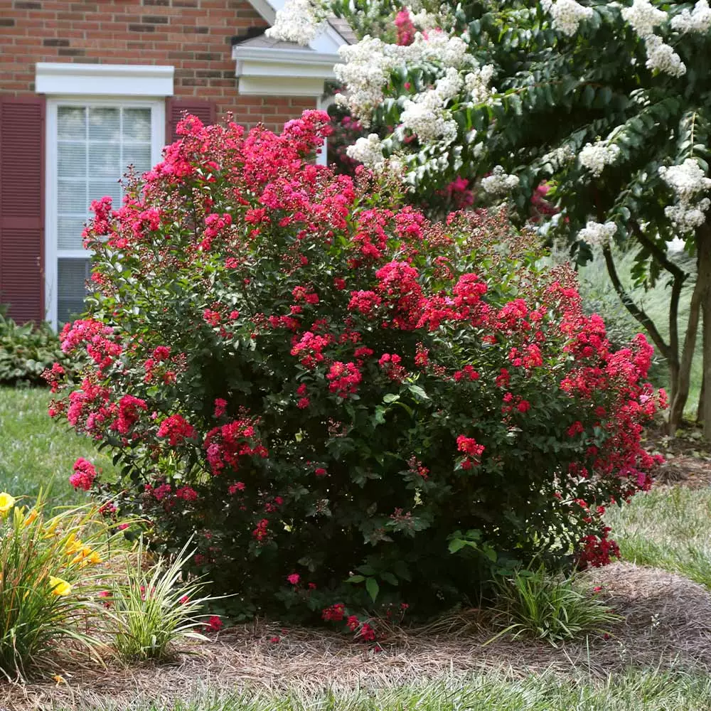 Brighter Blooms Ruby Prince™ Emerald Empire® Crape Myrtle Tree Flowering Trees 3 Brighter Blooms Ruby Prince™ Emerald Empire® Crape Myrtle Tree Flowering Trees