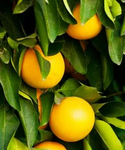 Brighter Blooms Ruby Red Grapefruit Tree New Trees