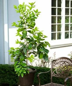 Brighter Blooms Ruby Red Grapefruit Tree New Trees