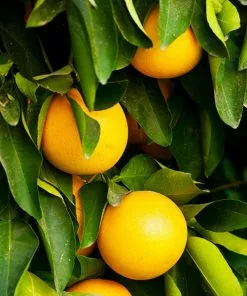 Brighter Blooms Ruby Red Grapefruit Tree New Trees