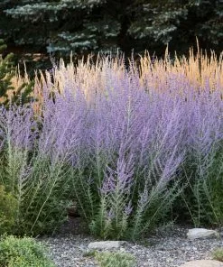 Brighter Blooms Russian Sage Ornamental Grasses 5 Brighter Blooms Russian Sage Ornamental Grasses