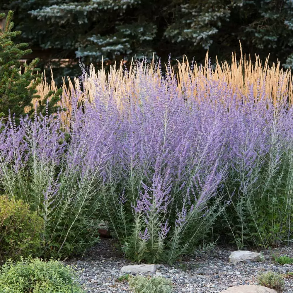 Brighter Blooms Russian Sage Ornamental Grasses 3 Brighter Blooms Russian Sage Ornamental Grasses
