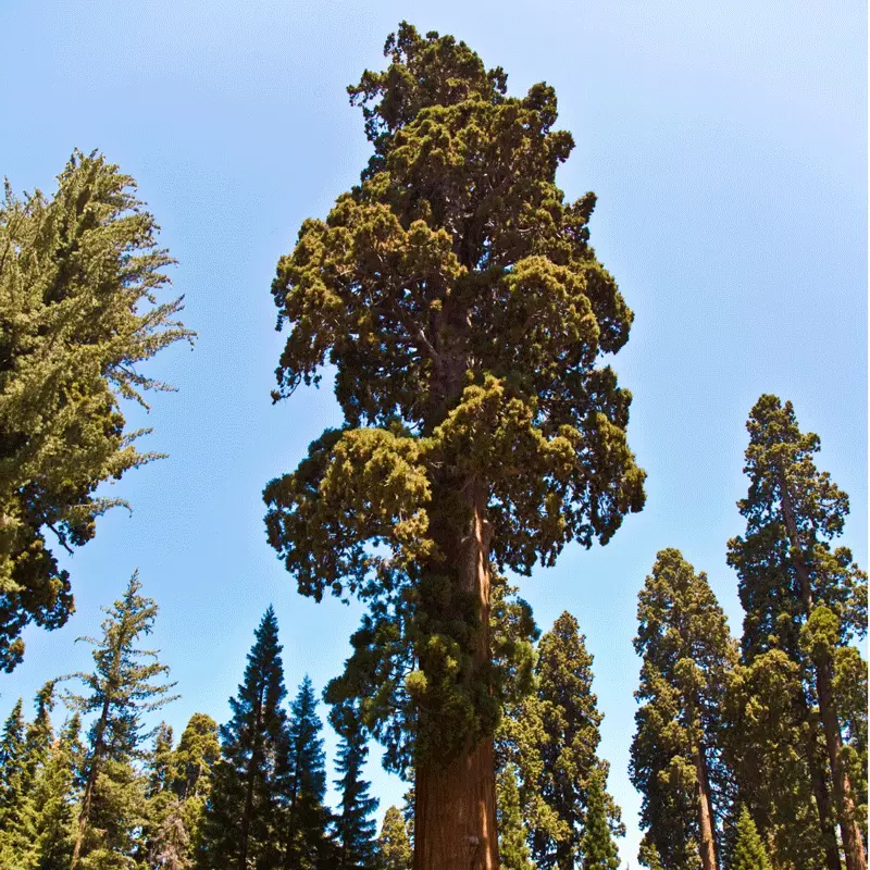 Brighter Blooms Sequoia Tree 2 Brighter Blooms Sequoia Tree