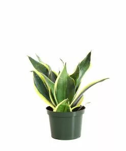 Brighter Blooms SHOP ALL Snake Plant 32 Brighter Blooms SHOP ALL Snake Plant