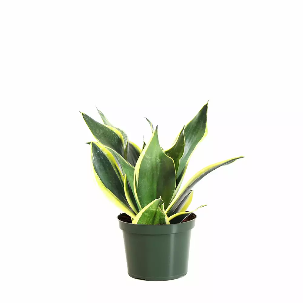 Brighter Blooms SHOP ALL Snake Plant 16 Brighter Blooms SHOP ALL Snake Plant