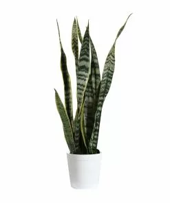 Brighter Blooms SHOP ALL Snake Plant 30 Brighter Blooms SHOP ALL Snake Plant