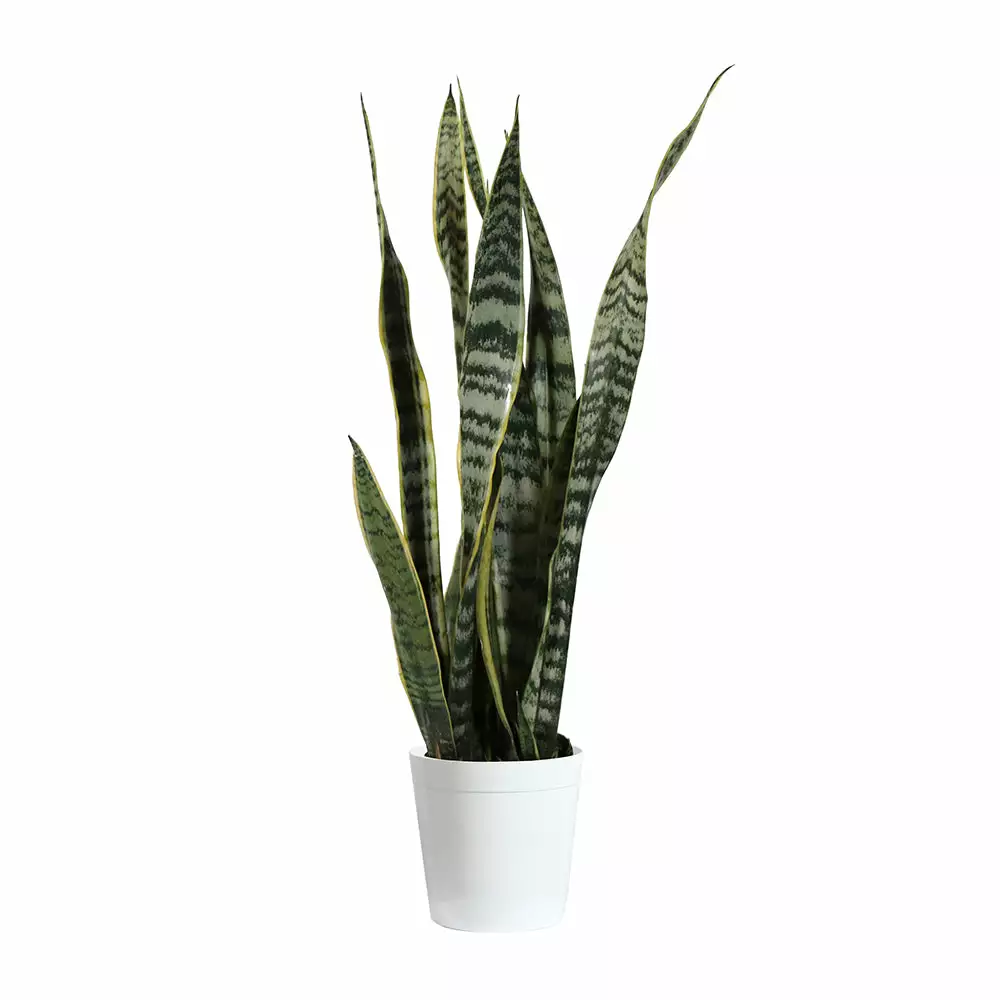 Brighter Blooms SHOP ALL Snake Plant 14 Brighter Blooms SHOP ALL Snake Plant