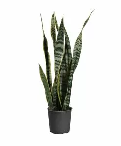 Brighter Blooms SHOP ALL Snake Plant 33 Brighter Blooms SHOP ALL Snake Plant