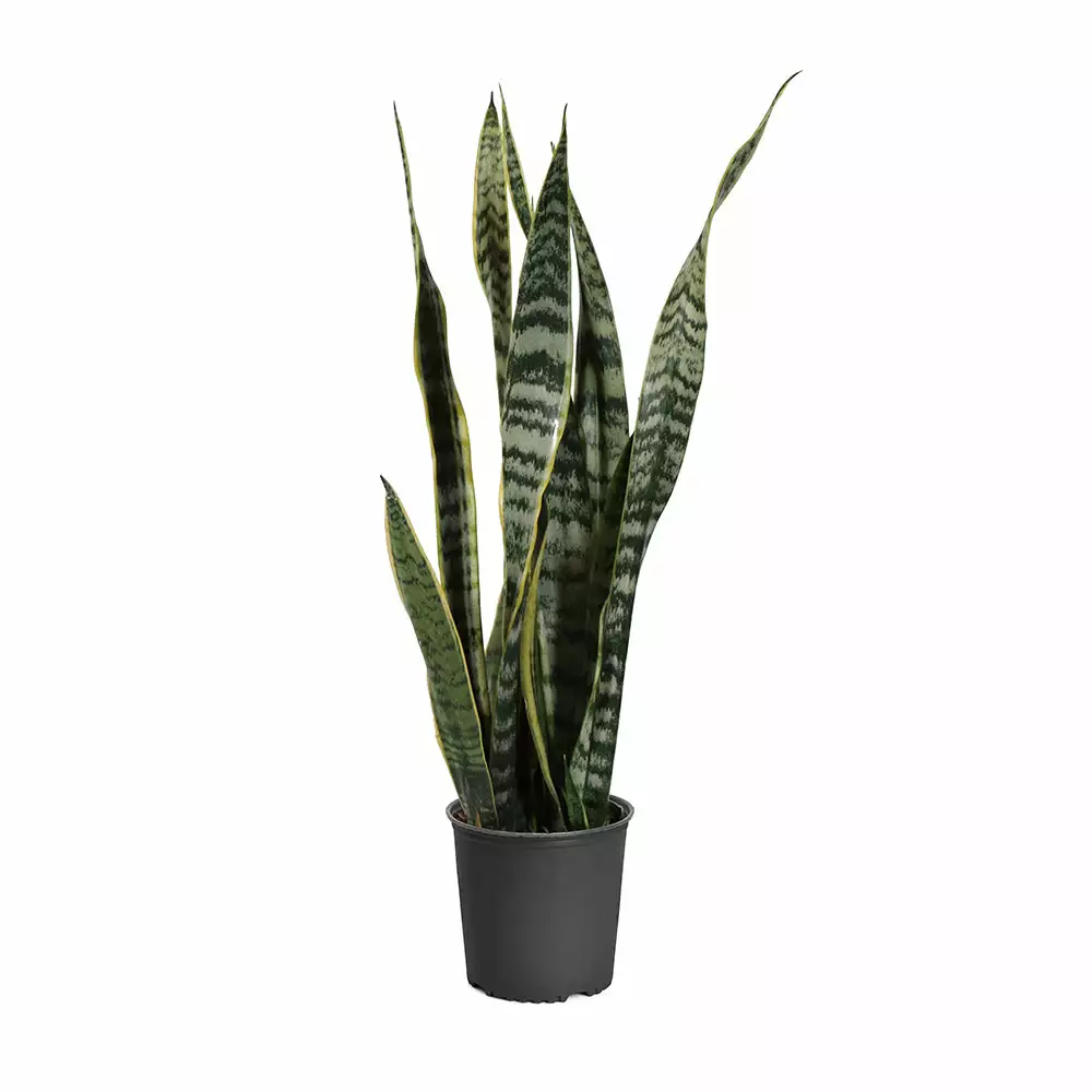Brighter Blooms SHOP ALL Snake Plant 17 Brighter Blooms SHOP ALL Snake Plant