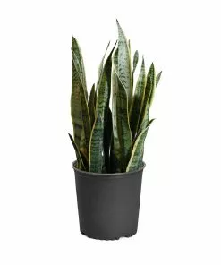 Brighter Blooms SHOP ALL Snake Plant 25 Brighter Blooms SHOP ALL Snake Plant