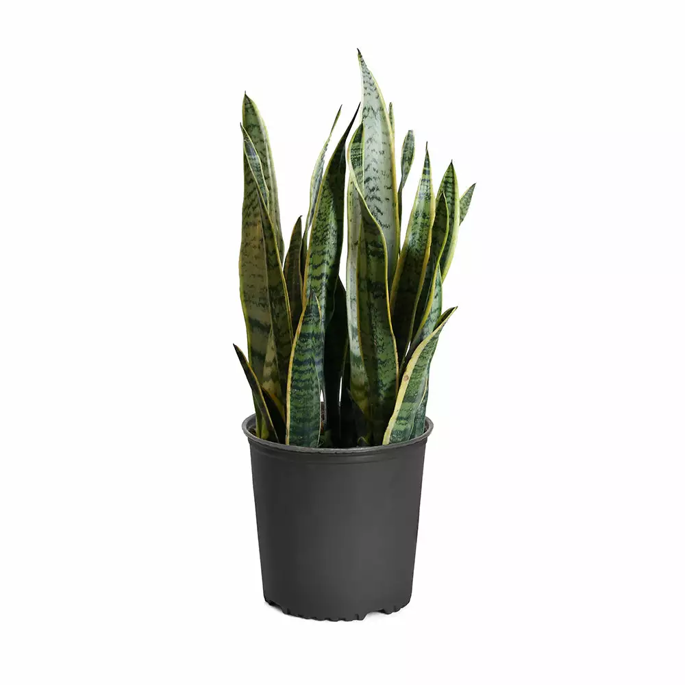 Brighter Blooms SHOP ALL Snake Plant 9 Brighter Blooms SHOP ALL Snake Plant
