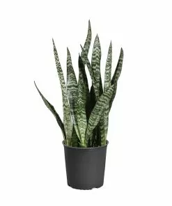 Brighter Blooms SHOP ALL Snake Plant 27 Brighter Blooms SHOP ALL Snake Plant