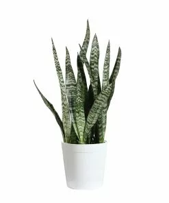 Brighter Blooms SHOP ALL Snake Plant 31 Brighter Blooms SHOP ALL Snake Plant