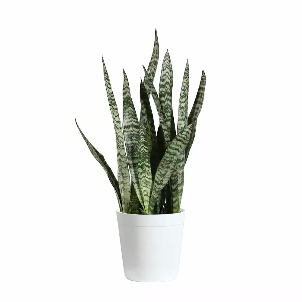 Brighter Blooms SHOP ALL Snake Plant 15 Brighter Blooms SHOP ALL Snake Plant