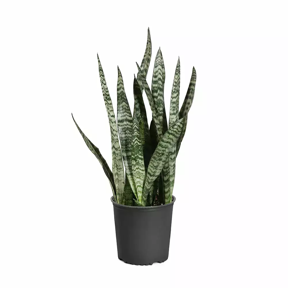 Brighter Blooms SHOP ALL Snake Plant 11 Brighter Blooms SHOP ALL Snake Plant