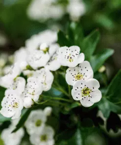 Brighter Blooms Snow White Indian Hawthorn Shrub 5 Brighter Blooms Snow White Indian Hawthorn Shrub