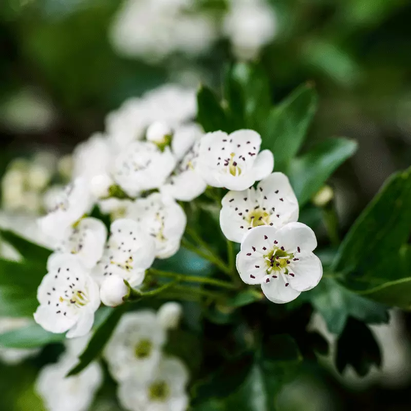 Brighter Blooms Snow White Indian Hawthorn Shrub 3 Brighter Blooms Snow White Indian Hawthorn Shrub