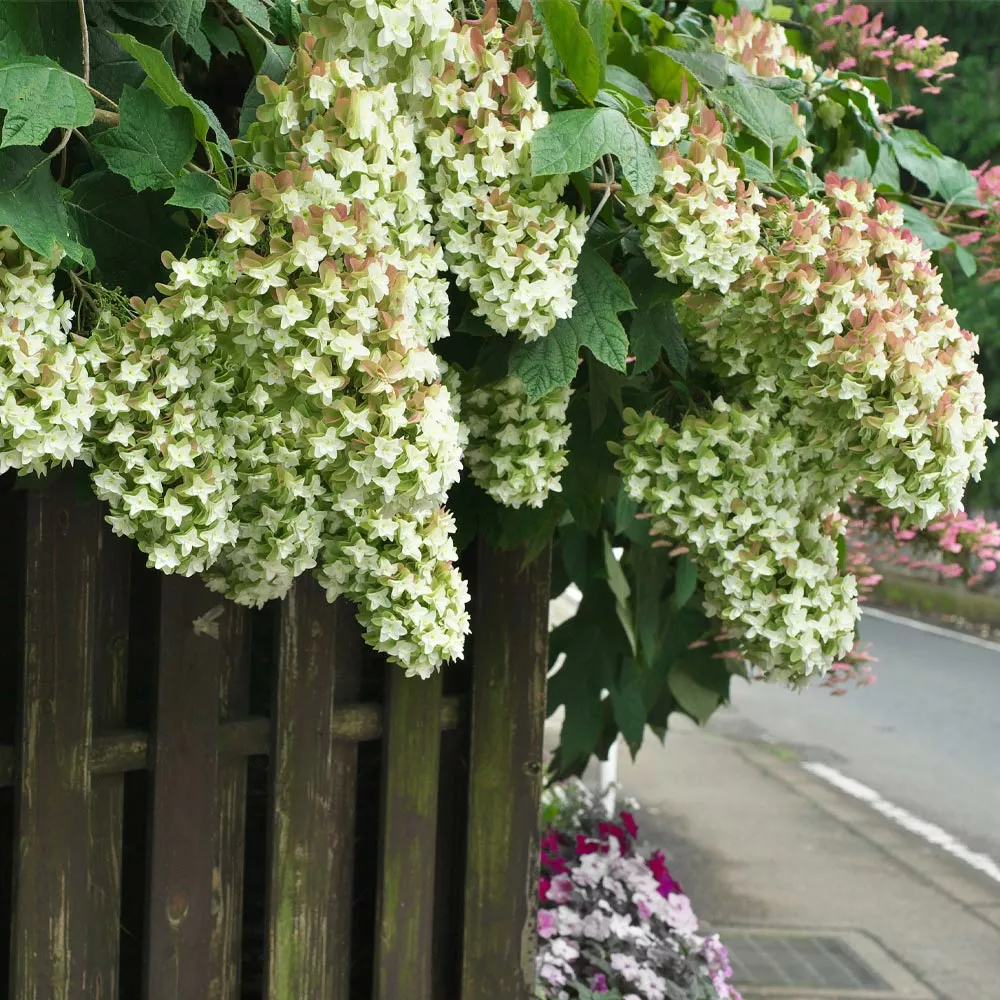 Brighter Blooms Snowcicle Hydrangea Shrub Shrubs & Hedges 4 Brighter Blooms Snowcicle Hydrangea Shrub Shrubs & Hedges
