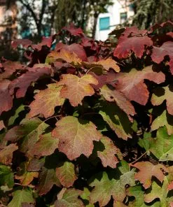 Brighter Blooms Snowcicle Hydrangea Shrub Shrubs & Hedges 9 Brighter Blooms Snowcicle Hydrangea Shrub Shrubs & Hedges