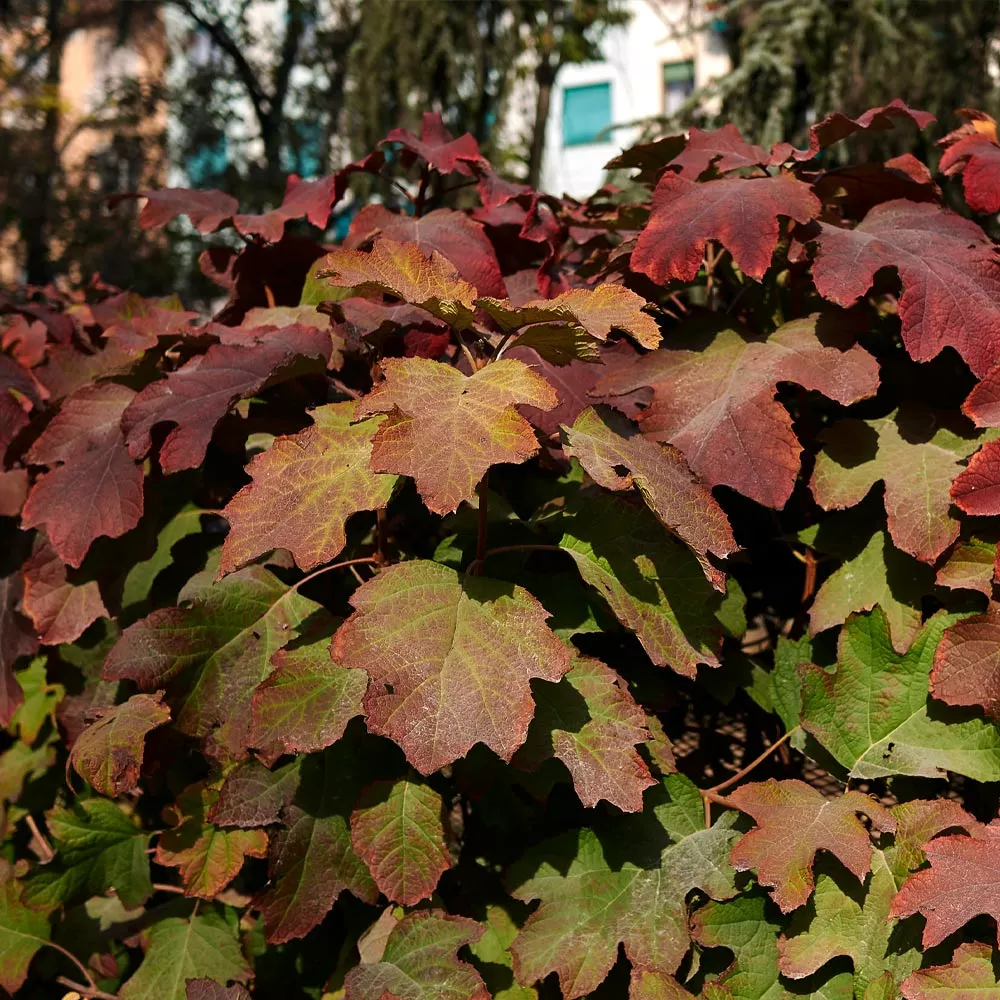 Brighter Blooms Snowcicle Hydrangea Shrub Shrubs & Hedges 5 Brighter Blooms Snowcicle Hydrangea Shrub Shrubs & Hedges