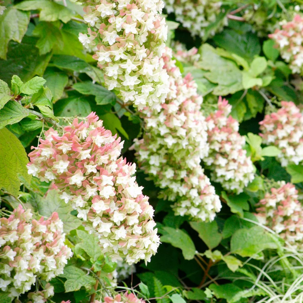 Brighter Blooms Snowcicle Hydrangea Shrub Shrubs & Hedges 2 Brighter Blooms Snowcicle Hydrangea Shrub Shrubs & Hedges