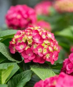Brighter Blooms Endless Summer® Summer Crush® Big Leaf Hydrangea Shrub Shrubs & Hedges 8 Brighter Blooms Endless Summer® Summer Crush® Big Leaf Hydrangea Shrub Shrubs & Hedges