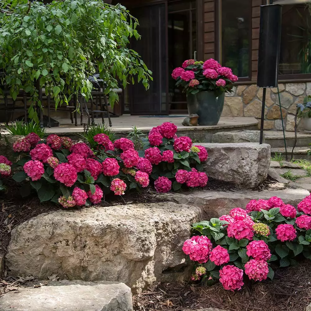 Brighter Blooms Endless Summer® Summer Crush® Big Leaf Hydrangea Shrub Shrubs & Hedges 5 Brighter Blooms Endless Summer® Summer Crush® Big Leaf Hydrangea Shrub Shrubs & Hedges