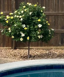 Brighter Blooms Roses Sunny Knock Out® Rose Tree