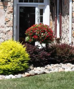 Brighter Blooms Sunshine Ligustrum Privet Hedge Plants For Sandy Soil 8 Brighter Blooms Sunshine Ligustrum Privet Hedge Plants For Sandy Soil