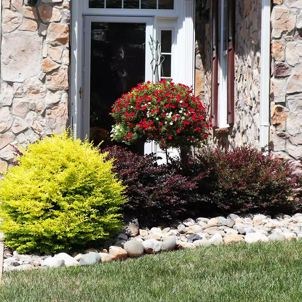 Brighter Blooms Sunshine Ligustrum Privet Hedge Plants For Sandy Soil 3 Brighter Blooms Sunshine Ligustrum Privet Hedge Plants For Sandy Soil