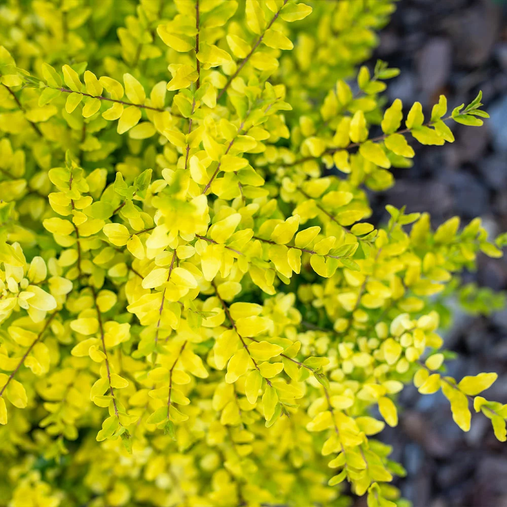 Brighter Blooms Sunshine Ligustrum Privet Hedge Plants For Sandy Soil 4 Brighter Blooms Sunshine Ligustrum Privet Hedge Plants For Sandy Soil