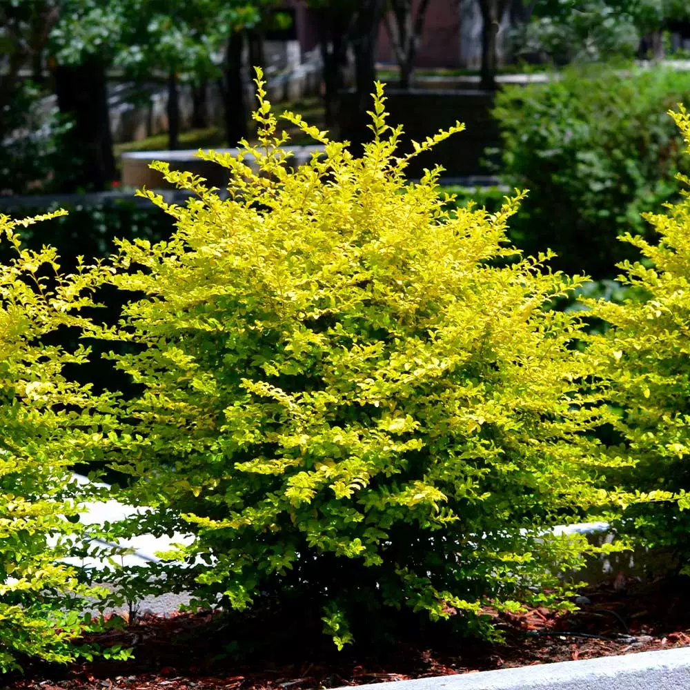 Brighter Blooms Sunshine Ligustrum Privet Hedge Plants For Sandy Soil 2 Brighter Blooms Sunshine Ligustrum Privet Hedge Plants For Sandy Soil