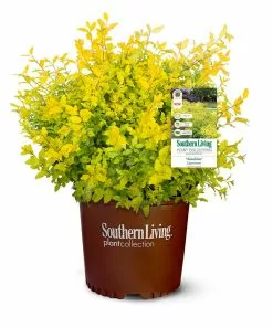 Brighter Blooms Sunshine Ligustrum Privet Hedge Plants For Sandy Soil 11 Brighter Blooms Sunshine Ligustrum Privet Hedge Plants For Sandy Soil
