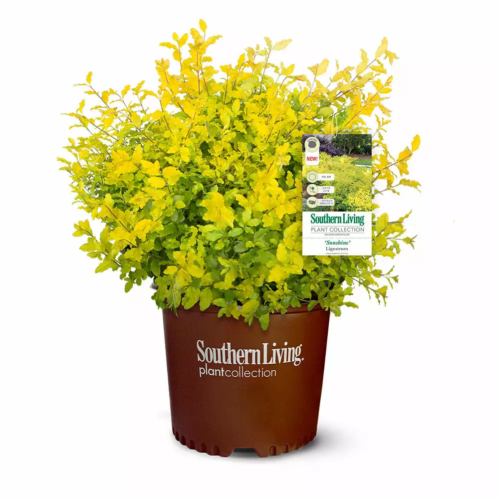 Brighter Blooms Sunshine Ligustrum Privet Hedge Plants For Sandy Soil 6 Brighter Blooms Sunshine Ligustrum Privet Hedge Plants For Sandy Soil